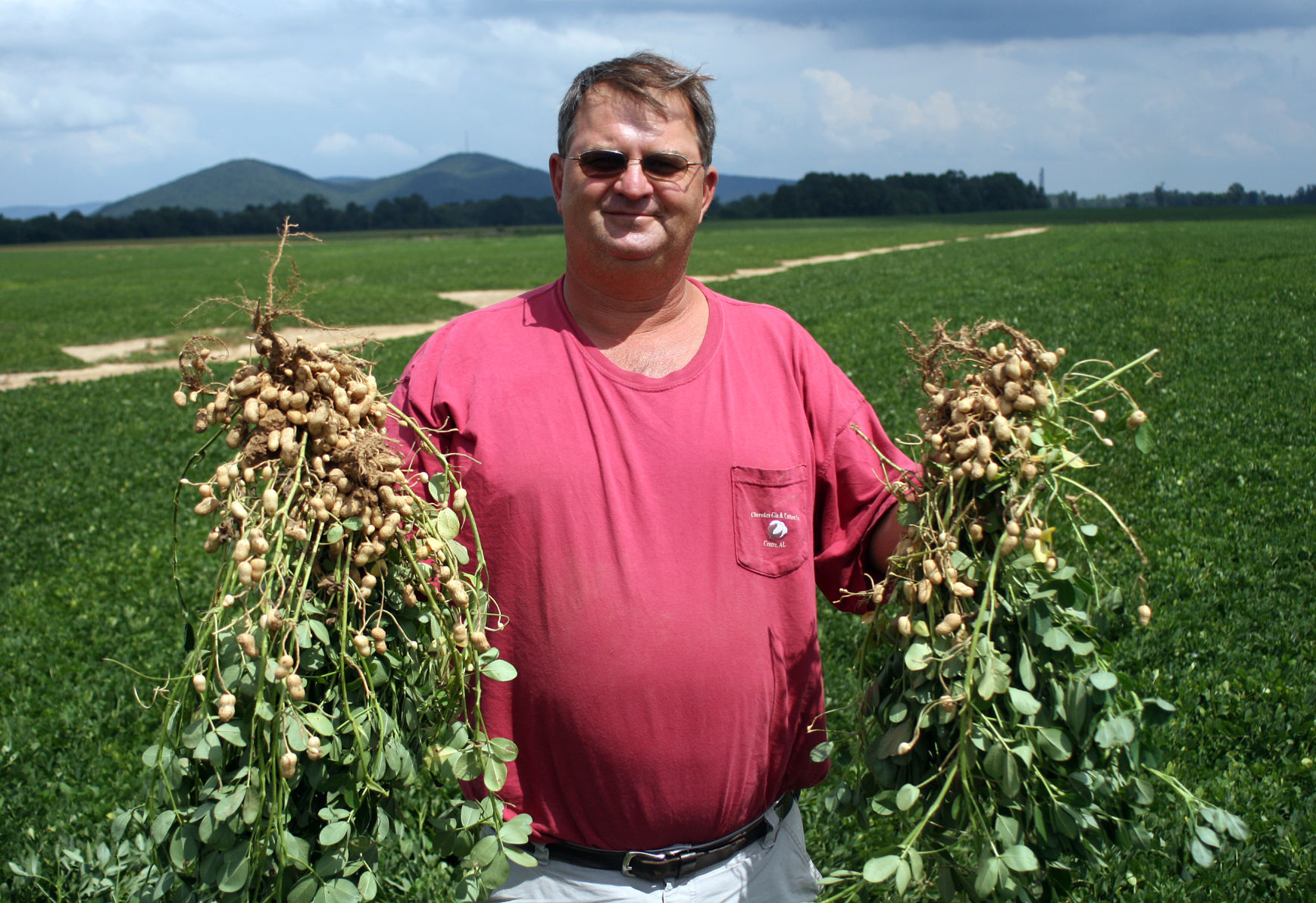 two bunches of the first commercially grown peanuts